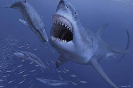 Image result for Shark