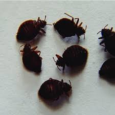Pest control companies have reported bed bug activity on a national scale. Pdf Bed Bug Cimex Lectularis Outbreak A Cross Sectional Study In Polour Iran