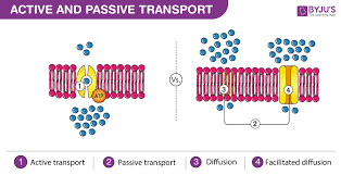 Active vs passive transport worksheet. Difference Between Active Transport And Passive Transport