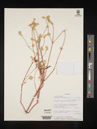 Image result for Pandiaka welwitschii