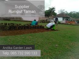 Sehingga akan menarik perhatian ketika dipakai untuk menghiasi taman. Harga Rumput Jepang Untuk Taman Wa 62 857 3259 0133 Andika Garden Home Facebook