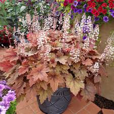 Choose from perennials & biennials and climbing plants , through to evergreen. 25 Best Front Door Plants Plants For Your Front Door