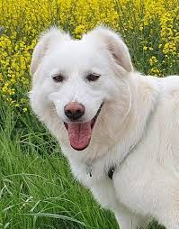 a mother and a baby left in the street by an irresponsible owner, the  mother was very ill (this was probably the reason why she was abandoned),  she was treated by several