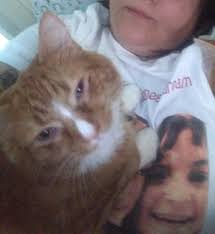 Cat missing in Greendale area