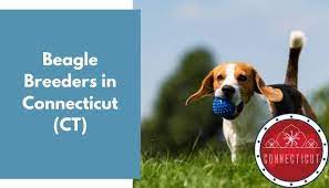 Serving pa, md, ny, nj, de, ri, va, wv, ct and washington dc for more than 40 years! 6 Beagle Breeders In Connecticut Ct Beagle Puppies For Sale Animalfate