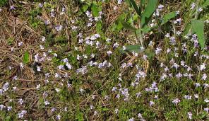 Image result for Lindernia monroi