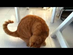 Fhs symptoms are widely variable. Ruby S Feline Hyperesthesia Youtube