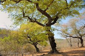 Image result for Brachystegia spiciformis