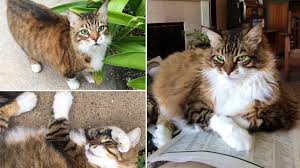 How to knoe what killded my kitten. Dogs That Injure Kill Aren T Always Declared Dangerous In Texas Khou Com