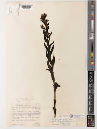 Image result for Brachycorythis ovata