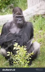 Free for commercial use no attribution required high quality images. Gorilla Sitting Down Mouth Slightly Open Royalty Free Stock Photo 285467939 Avopix Com