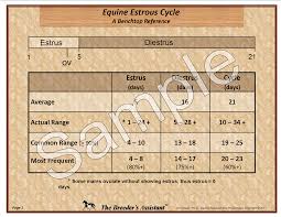 Equine Estrous Cycle And Follicle Growth Ovulation The