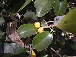 Image result for Diospyros truncatifolia
