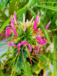 Image result for Blepharis burundiensis