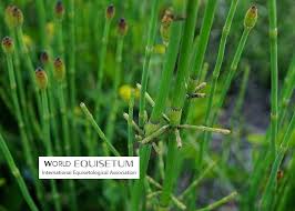 Image result for Equisetum ramosissimum