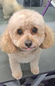 Fur-tabulous Mobile Dog Groomer