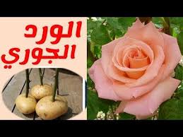 زراعة الورد الجوري كيفية العناية و طريقة زراعة عقل الورد في البطاطس youtube plant problems garden garden girls