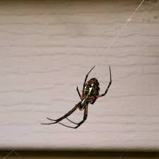 Website services by surefire marketing solutions inc. Pest Control Azle Weatherford Graham Tx Longhorn Termite Pest Control