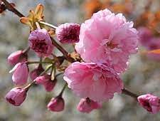 According to the national cherry blossom festival in d.c., the flower is a symbol for the friendship between japan and the u.s. A Beginner S Guide To Cherry Blossom Viewing Cherry Tree Varieties
