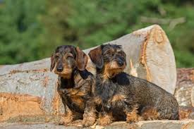 Image result for jezevčík drsnosrstý