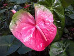 Anthurium Flowers Anthurium Flower Flowers Anthurium