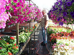 Joe cappel's garden center is the place to go to get plants for every season. Owens Garden Center Landscaping Services Somerset Kentucky Flowers Plants Hanging Baskets Shrubs Trees