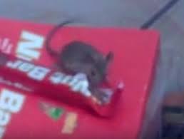 Blog Mice Like Milk Chocolate Delta Optimist