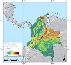 Image result for Panicum heterostachyum