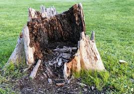 Check spelling or type a new query. Tree Service Danbury Ct 203 408 1345 Free Tree Removal Quotes