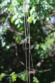 Image result for Chasmanthera dependens