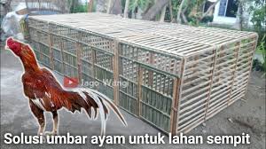 Ukuran kandang ayam dari bambu yang berisi satu ekor idealnya sekitar 75cm x 75cm x 75cm. Kandang Umbaran Ayam Bangkok Kandang Jemur Tenggaran Youtube