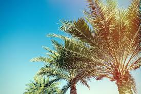 Panen kelapa sawit pokok rendah ll merdeka. Pohon Kelapa Palem Pohon Cabang Sinar Matahari Wallpaper Hd Wallpaperbetter