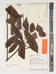 Image result for isolona