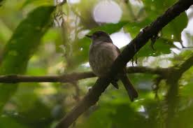 Matinan Flycatcher Cyornis Sanfordi Gunung Ambang N Sulawesi Indonesia 2011 04 29 2 Of 2 Jpg Sulawesi Flycatcher Indonesia