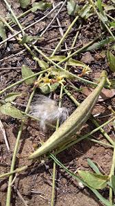 Image result for Orthanthera