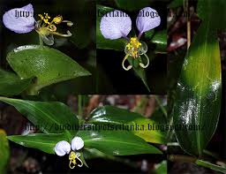 Image result for Commelina subulata