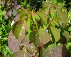 Image result for Sapium