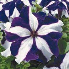 Pin By Luz Marina Rodriguez On My Saves In 2021 Annual Flowers Petunias Flower Seeds