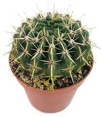 The company's main focus is to supply plants of a distinct form, which signify a difference within typical landscaping and provide the opportunity to create plant designs that require minimal maintenance. Notocactus Submammulosus Parodia Exotischer Kaktus Mit Hellen Gelben Bluten Fangblatt Karnivorenshop