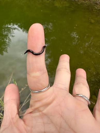 How To Get Rid Of Leeches In A Pond