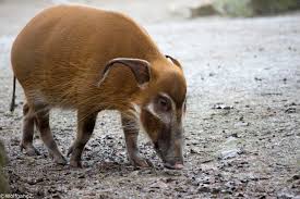 Pinselohrschwein im walt disney world resort. Pinselohrschwein Foto Bild Tiere Zoo Wildpark Falknerei Saugetiere Bilder Auf Fotocommunity