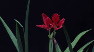 Image result for Freesia grandiflora