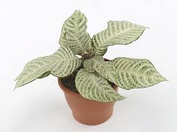 Image result for Xerophyta squarrosa