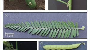 Image result for Aeschynomene pfundii