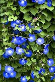Top 10 Climbing Plants For A Small Trellis Climbing Flowers Small Garden Trellis Climbing Plants