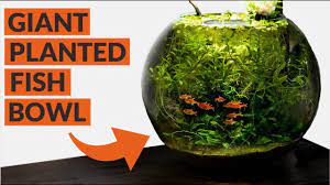 Maybe you would like to learn more about one of these? Heavily Planted Fish Bowl 4 Month Update Youtube
