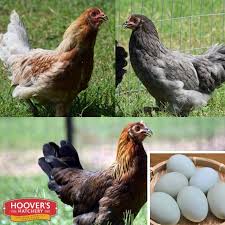 Prairie Bluebell Egger Lays A Novel Blue Egg But Produces Higher Quality Eggs Than A Pure Arauca Egg Laying Chickens Best Egg Laying Chickens Chickens Backyard