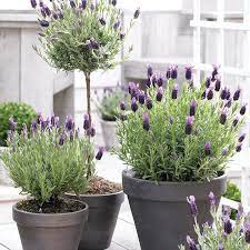 Lavender Patio Tree Grow Things Better Garden Containers Plants Container Plants