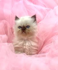 Doll face persian kitten for sale. Persian Cat Pet Shop Near Me Online