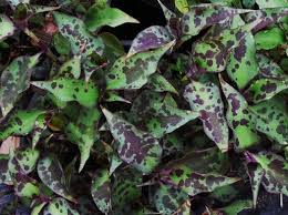 Image result for Tinnea galpinii